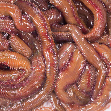 Appâts vivants de pêche en mer - Vers Mourons (Pistiches) x6/7