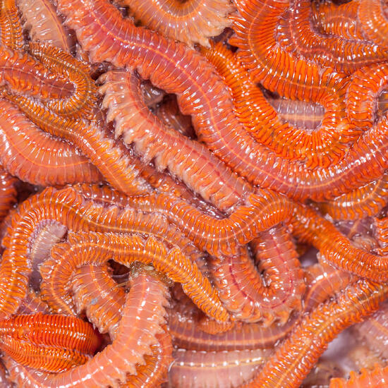 Appâts vivants de pêche en mer - Vers Dure Rouge (Coréen Rouge) 35gr