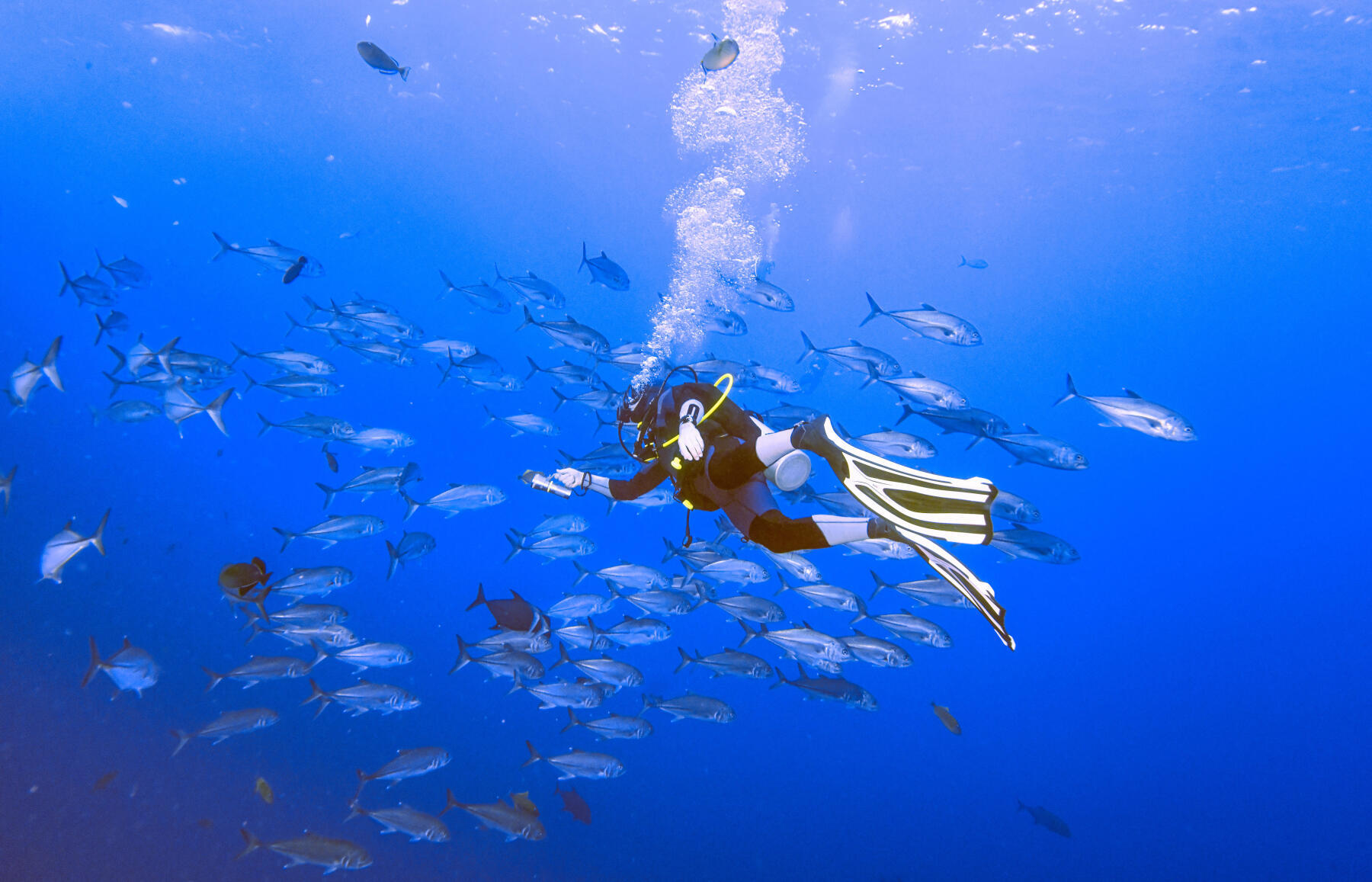 Como escolher as barbatanas de snorkeling?