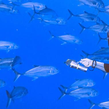 TKO Diving Festival
