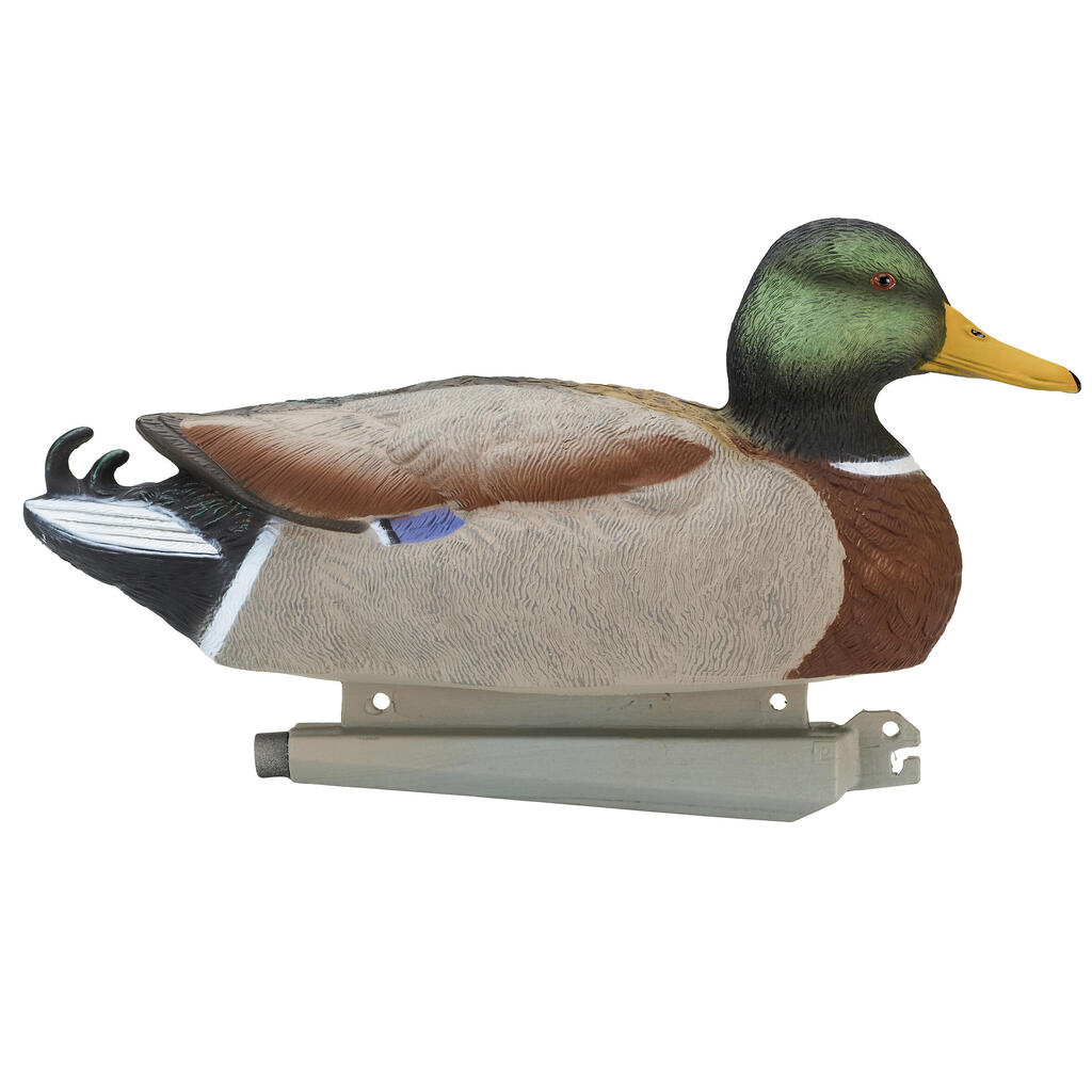 Mallard peibutis 500, isane, HD