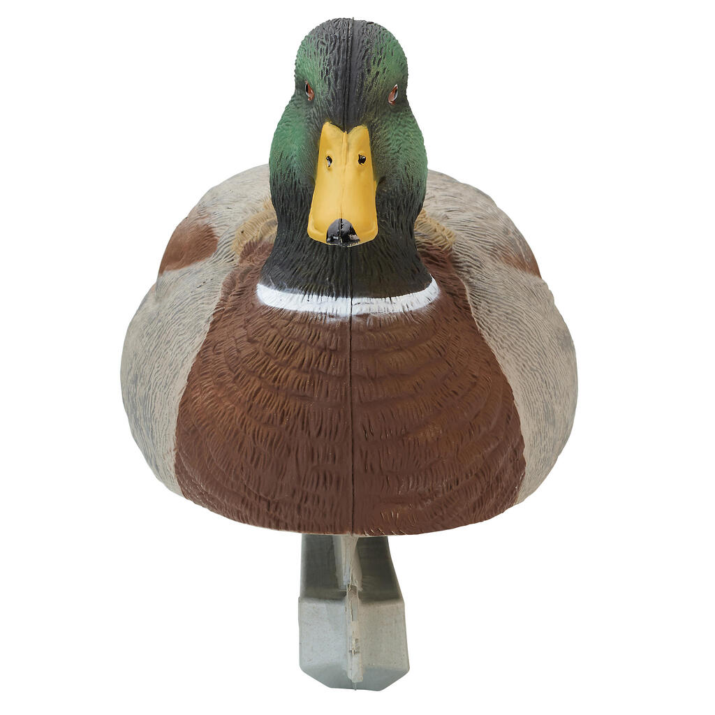 Mallard peibutis 500, isane, HD