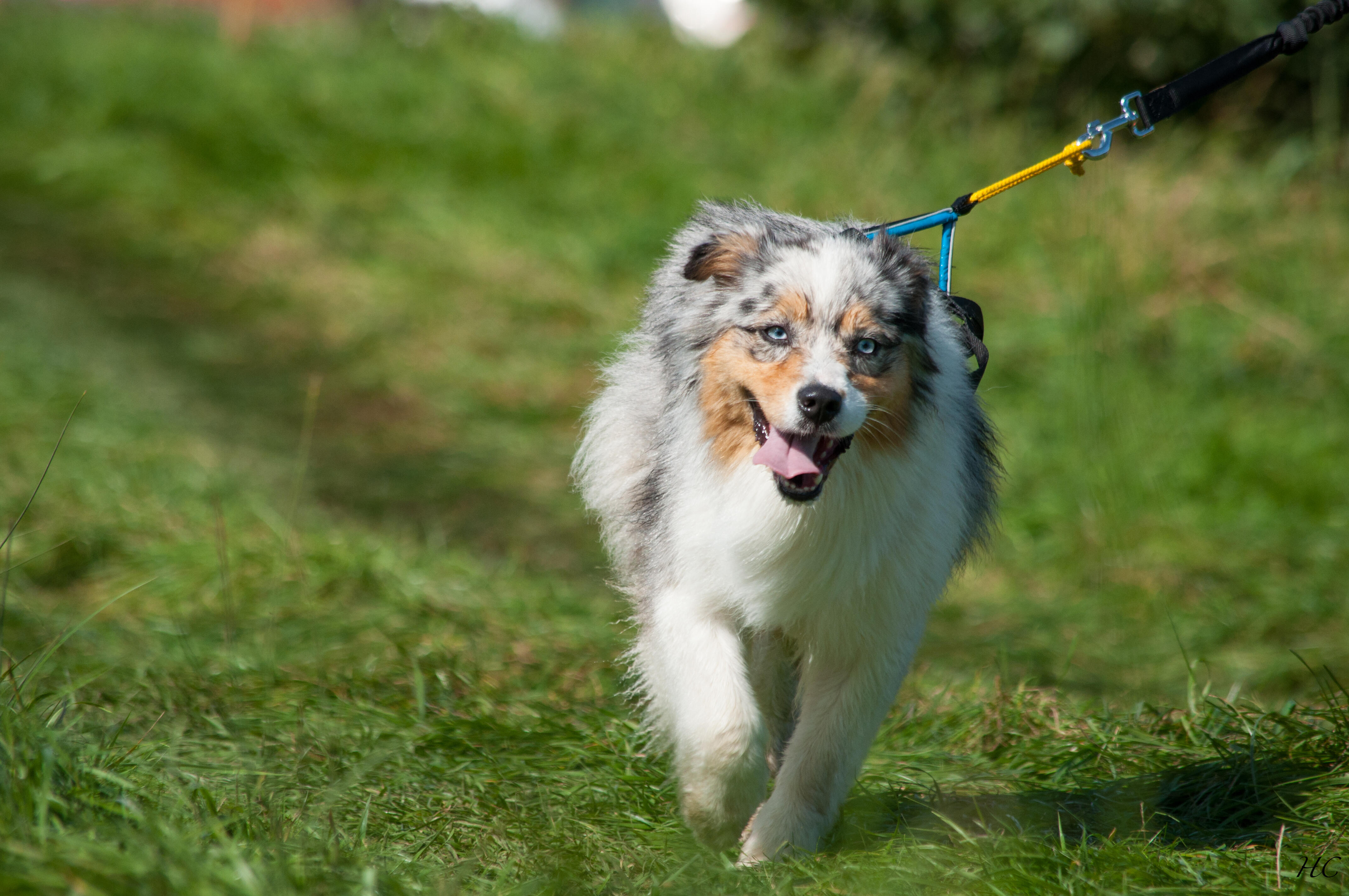 LasaLine X Back Hunde Zuggeschirr für Canicross Scooter Bikejöring - Onlineshop