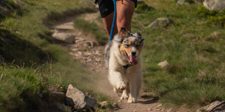 Pratiquer les sports canins 