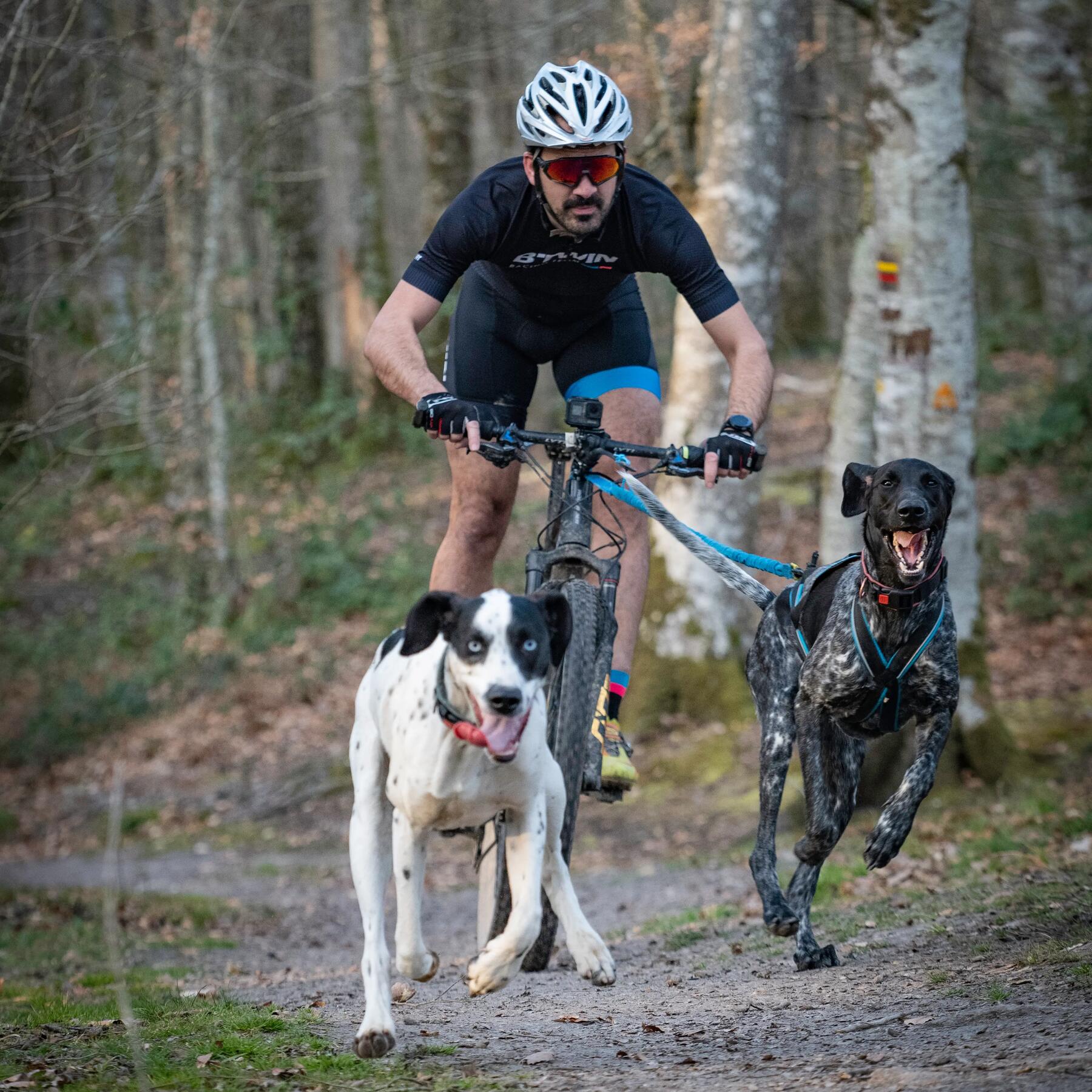 hombre practicando Bikejoring con perros