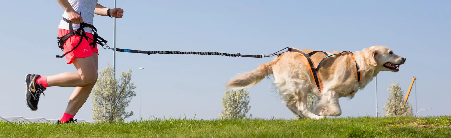 Consejos deportes con perro