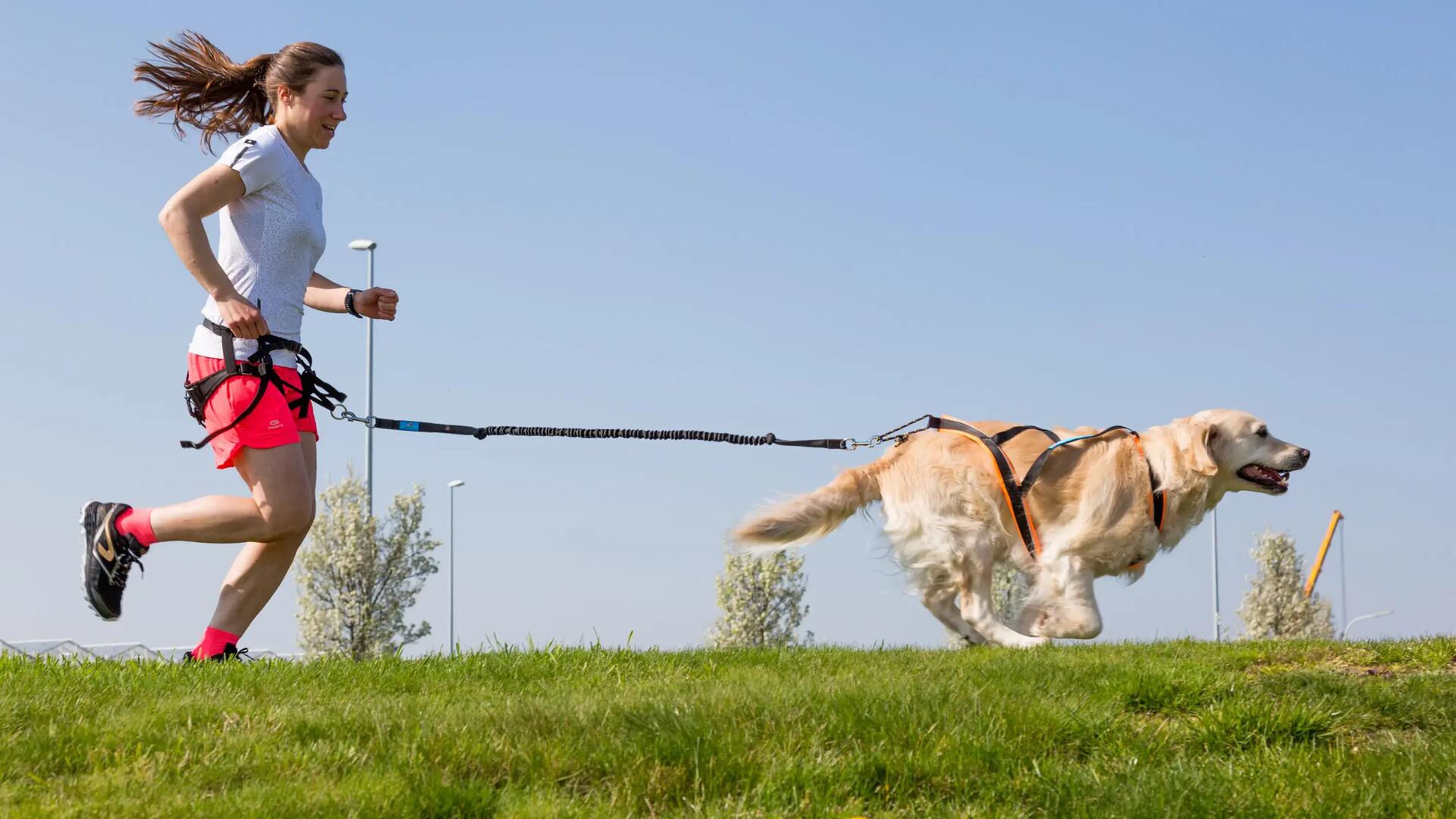 kobieta biegnąca z psem z przypiętymi szelkami do biegania