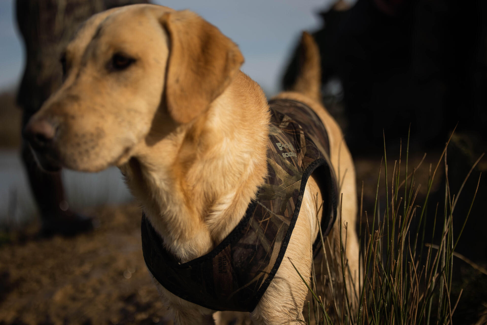 PROTEGER SON CHIEN DE CHASSE DU FROID