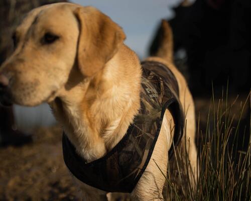 PROTEGER SON CHIEN DE CHASSE DU FROID