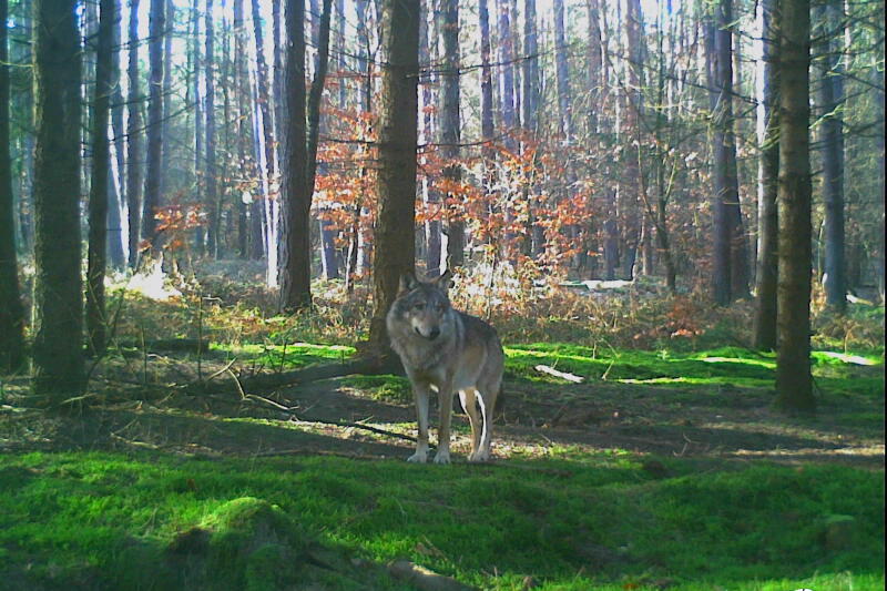 Aparat / fotopułapka Spypoint Link Micro S MMS