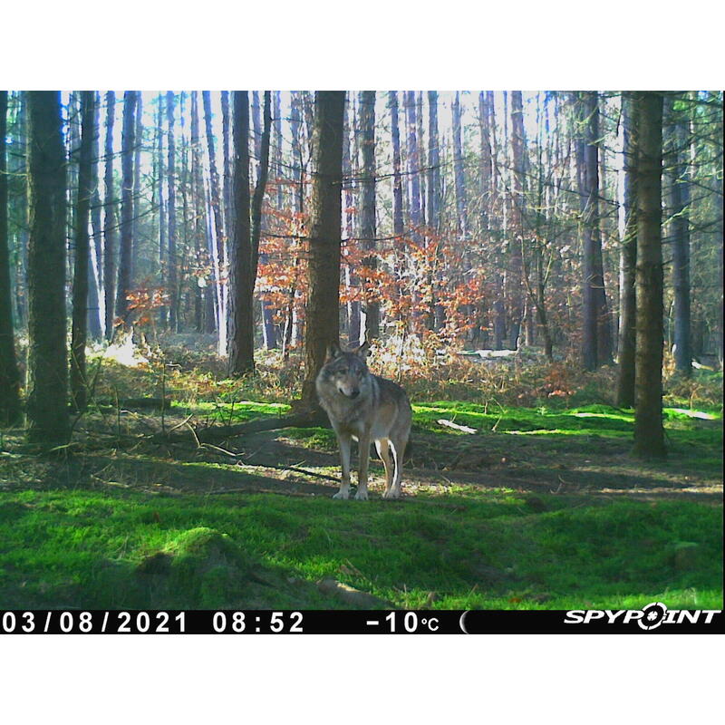 Caméra de Chasse / Piège photographique SPYPOINT SOLAR DARK