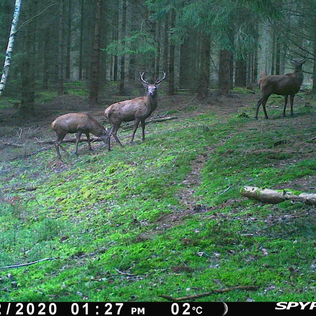 Poľovnícka kamera/fotopasca Spypoint Link Micro S solárna s MMS