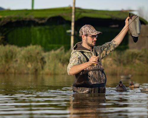 Mise en place des blettes de colvert moussées sur le plan d'eau