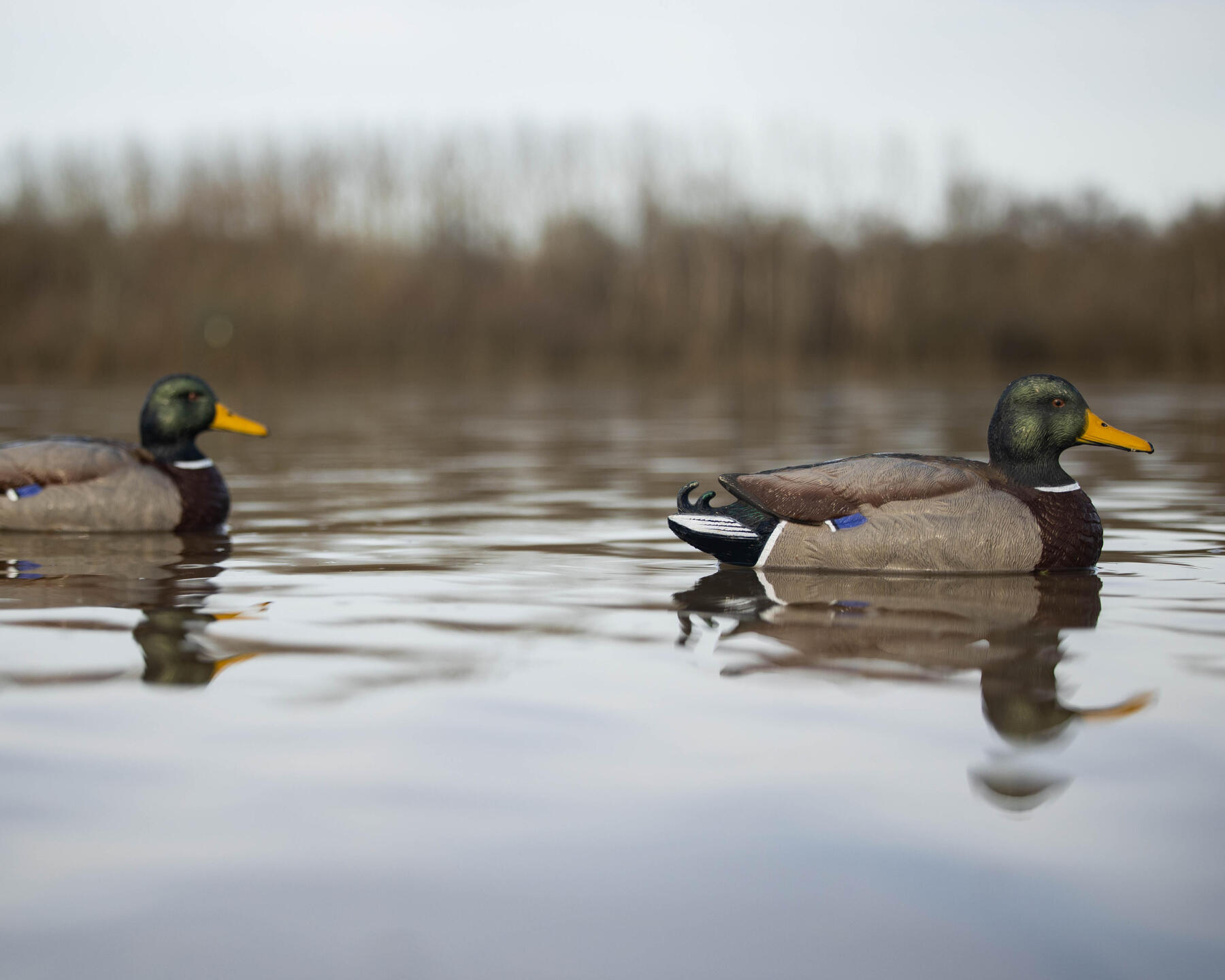 Chasse sur le DPM avec les formes 500 solognac de colvert