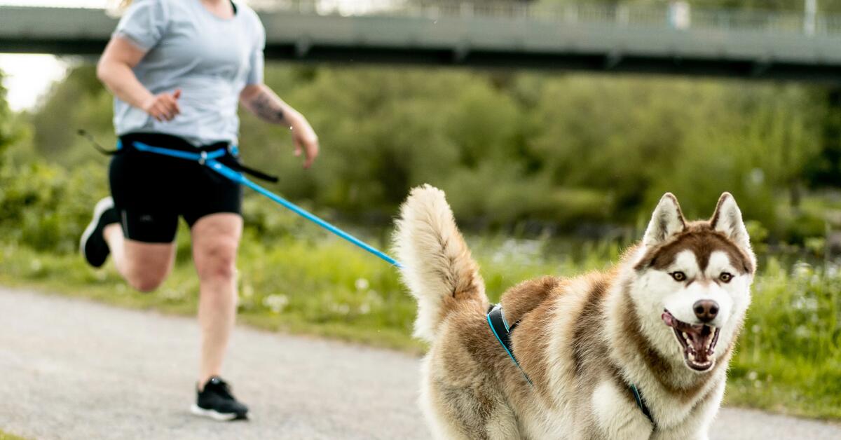 Ceinture pour courir clearance avec son chien decathlon