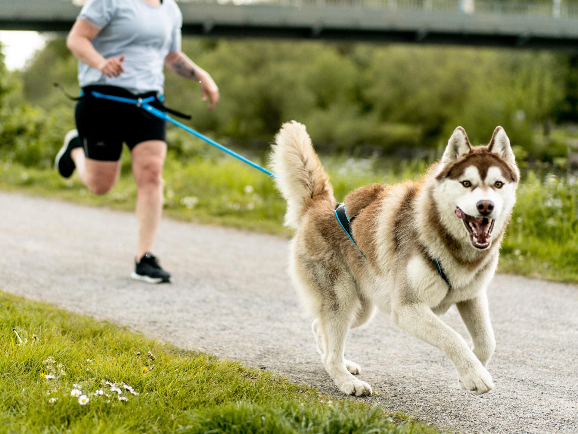 Le canicross comme sport pour chiens : Guide