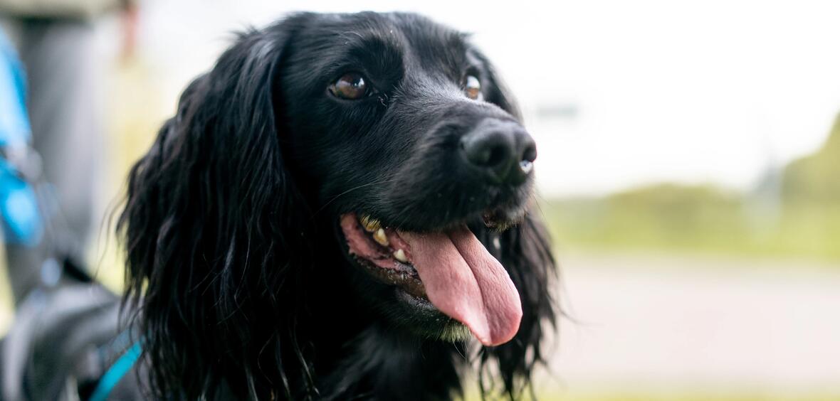 Comment courir avec son chien ? Nos conseils pour débuter