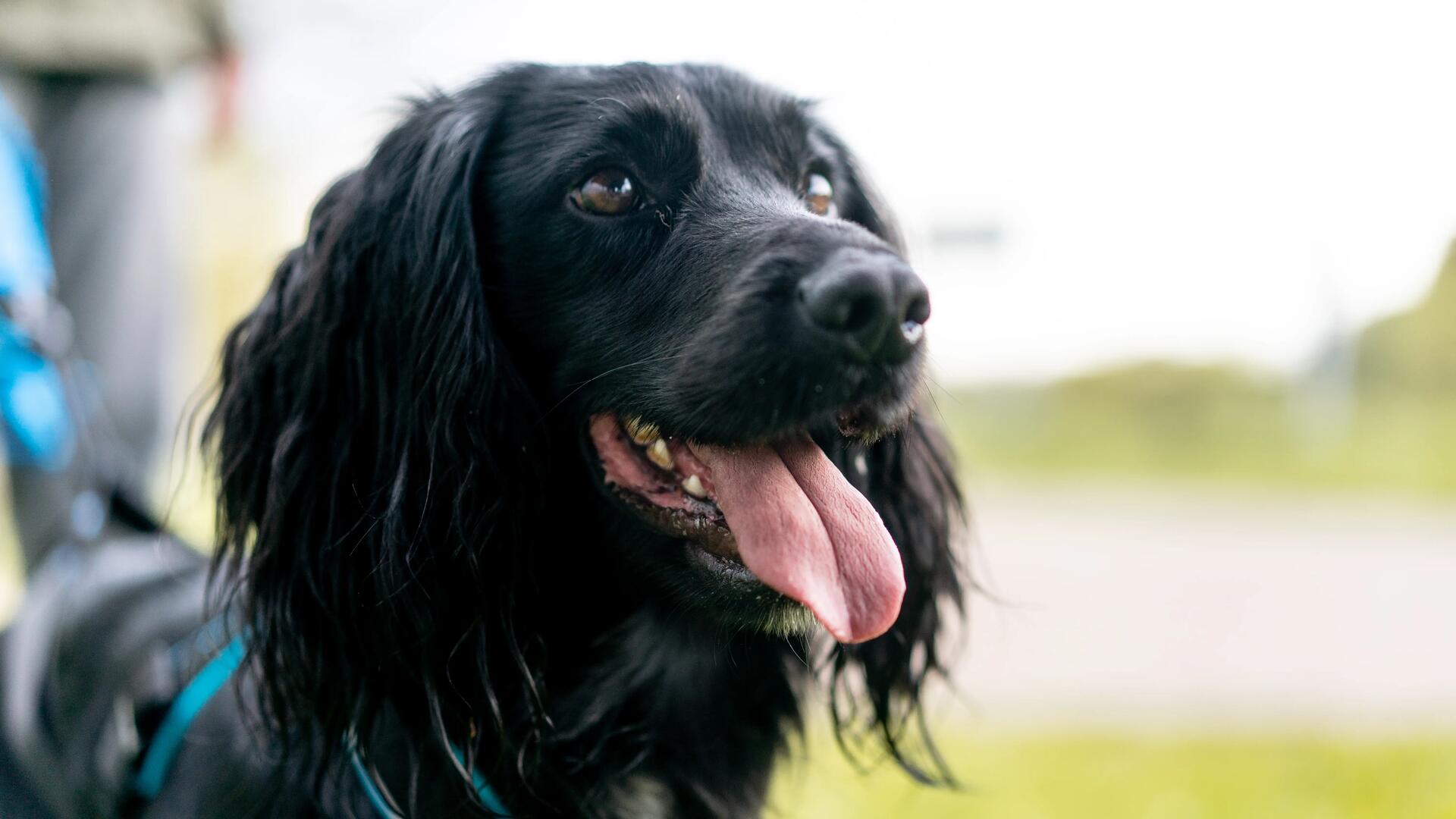 Comment courir avec son chien ? Nos conseils pour débuter
