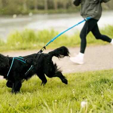 Mit deinem Hund joggen, so geht's.