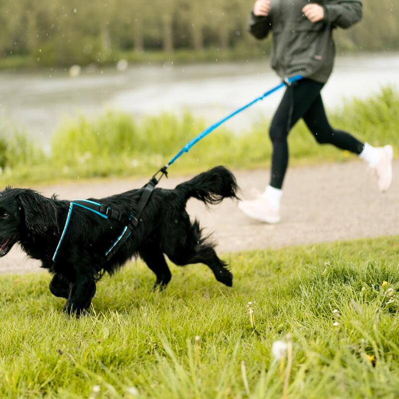 6 bonnes raisons de courir avec son chien