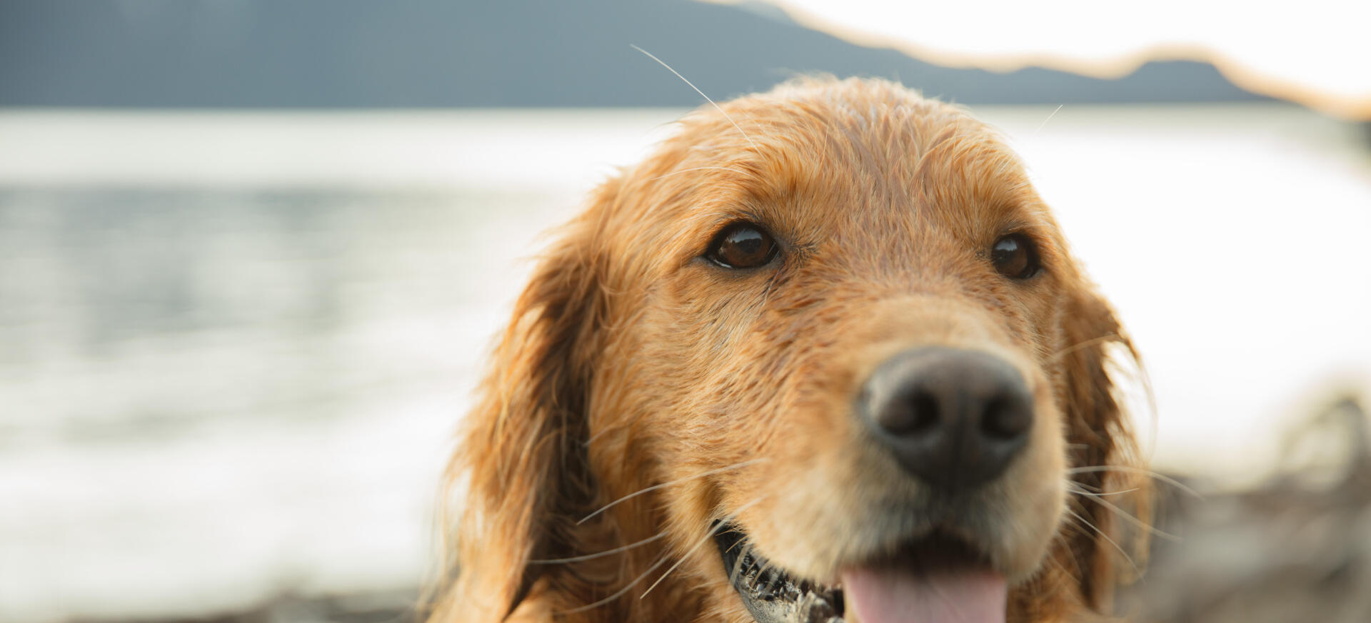 Say goodbye to dog-walking and say hello to dog-led hiking!