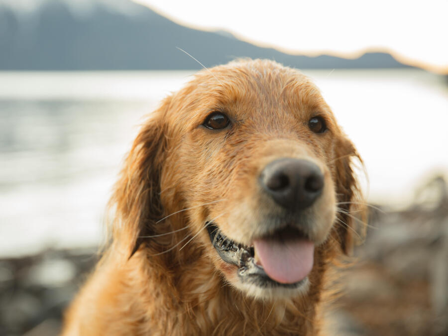 Ne sortez plus votre chien en promenade, partez en cani-rando !