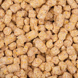 BABY CORN PELLET 8 MM Still fishing pellets