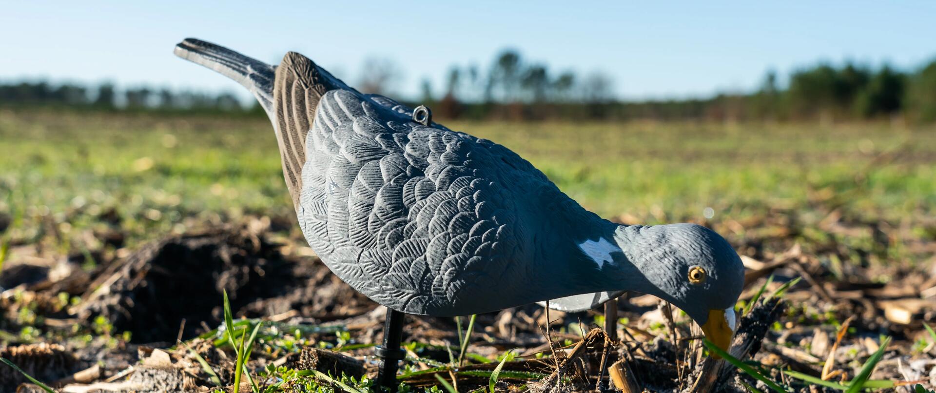 Qu'est-ce que la chasse du petit gibier migrateur 