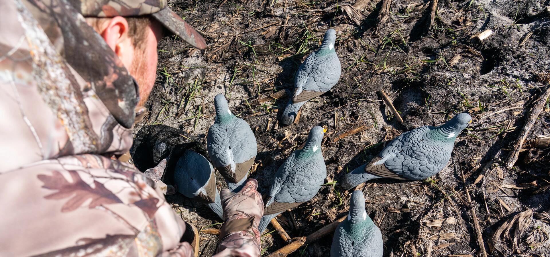 6 conseils pour chasser le pigeon ramier ou la pa