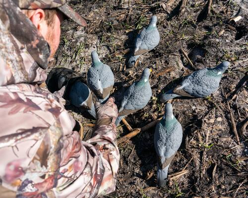 6 conseils pour chasser le pigeon ramier ou la pa