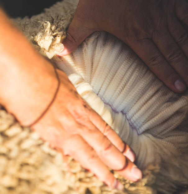 matière origine animale : la laine mérinos