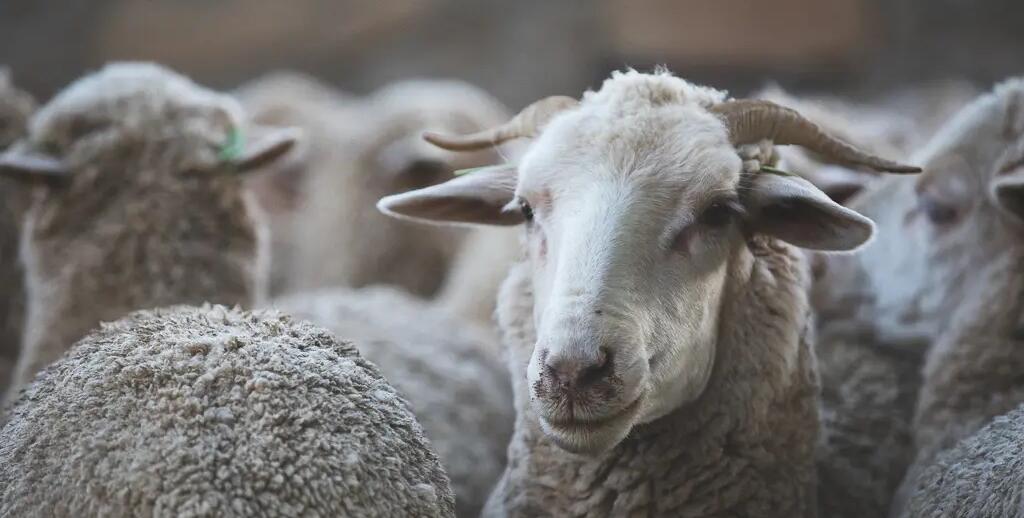 Les avantages de la laine mérinos - Forclaz | Decathlon