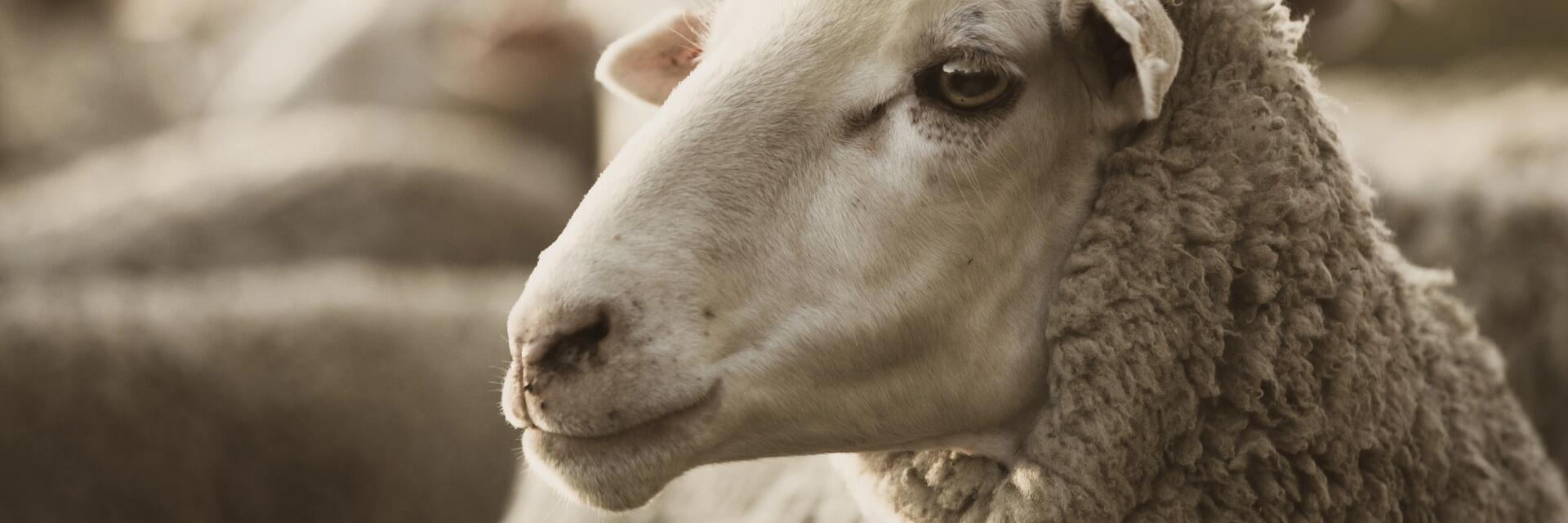 Merino wool benefit - animal welfare