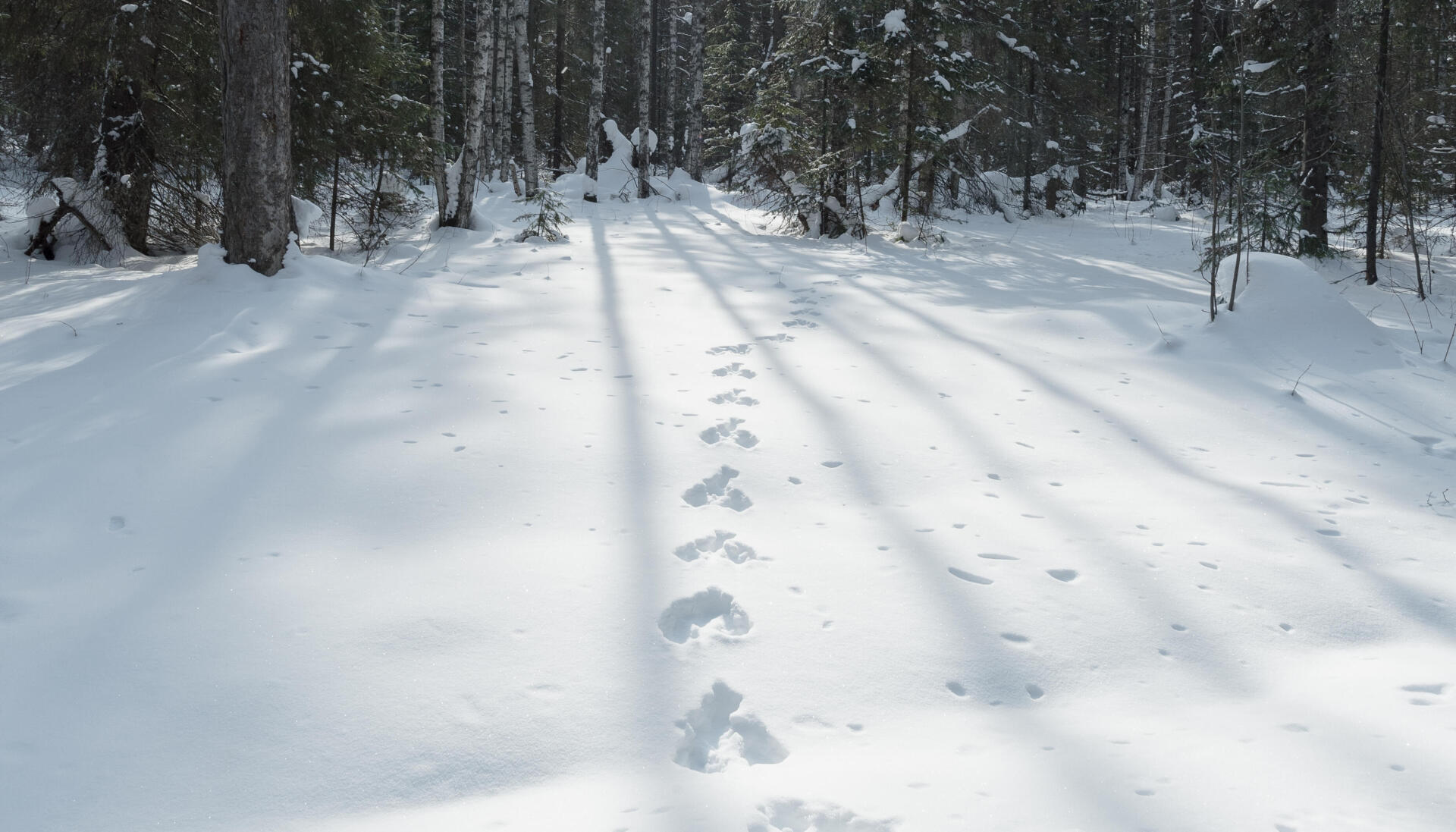 Discover snowshoe walks