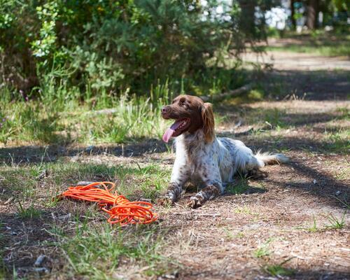 Hardlopen met je hond, een absolute aanrader