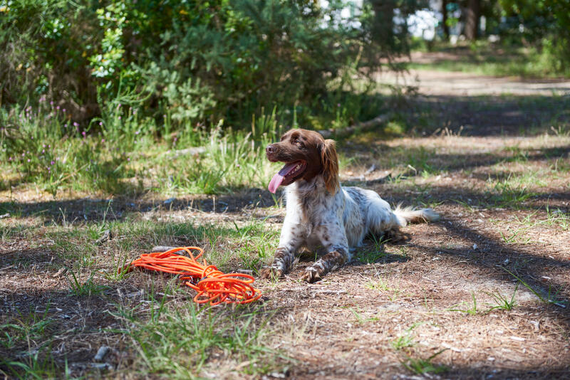 Hardlopen met je hond, een absolute aanrader