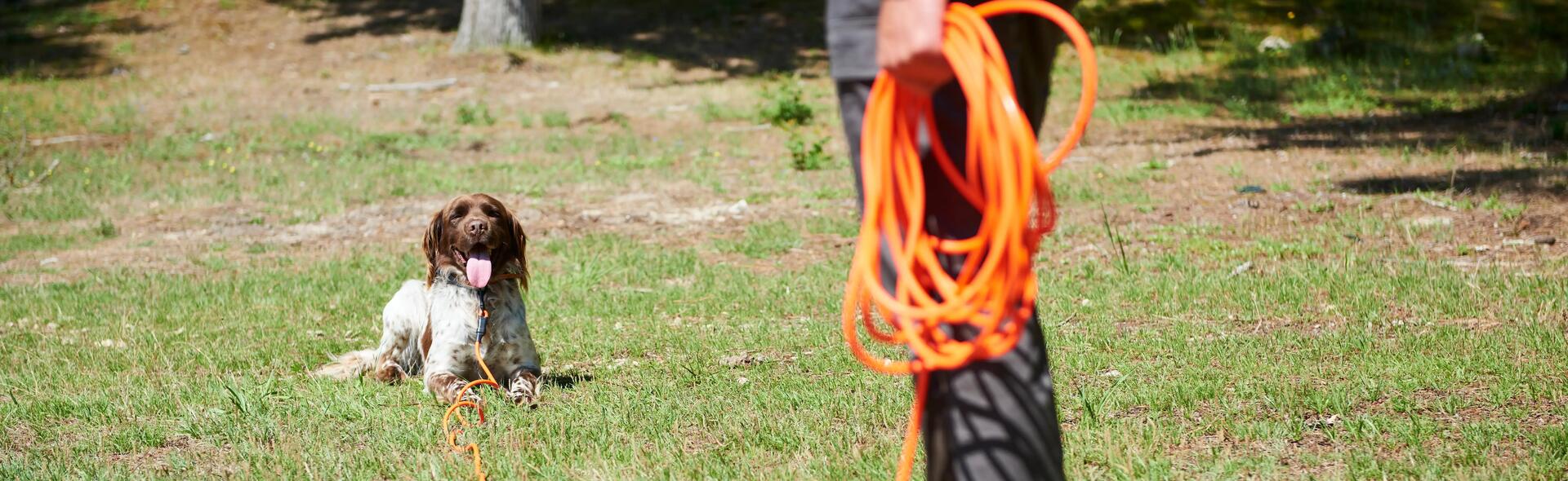 Les entraînements de printemps du jeune chien 