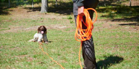 Chien de chasse