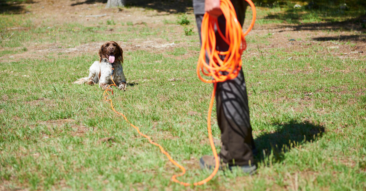 Les entraînements de printemps du jeune chien de chasse