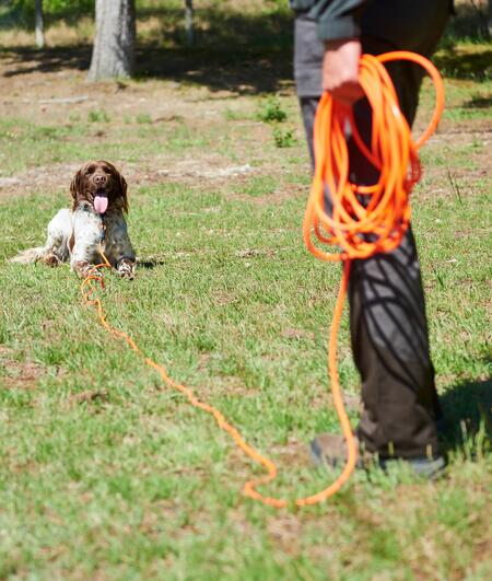 Un article qui explique comment gérer les entrainements d'inter saison pour son chien de chasse