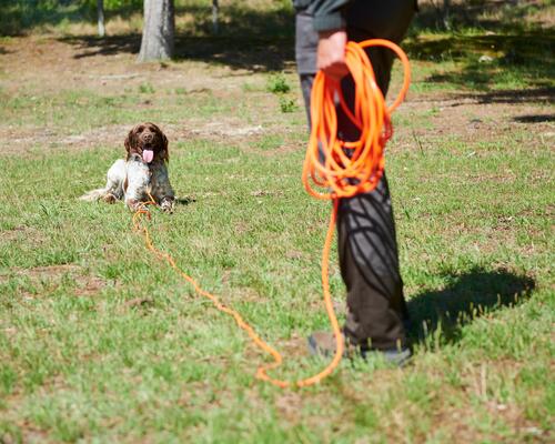 Les entrainements de printemps du jeune chien 