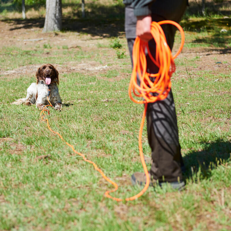 Les entraînements de printemps du jeune chien