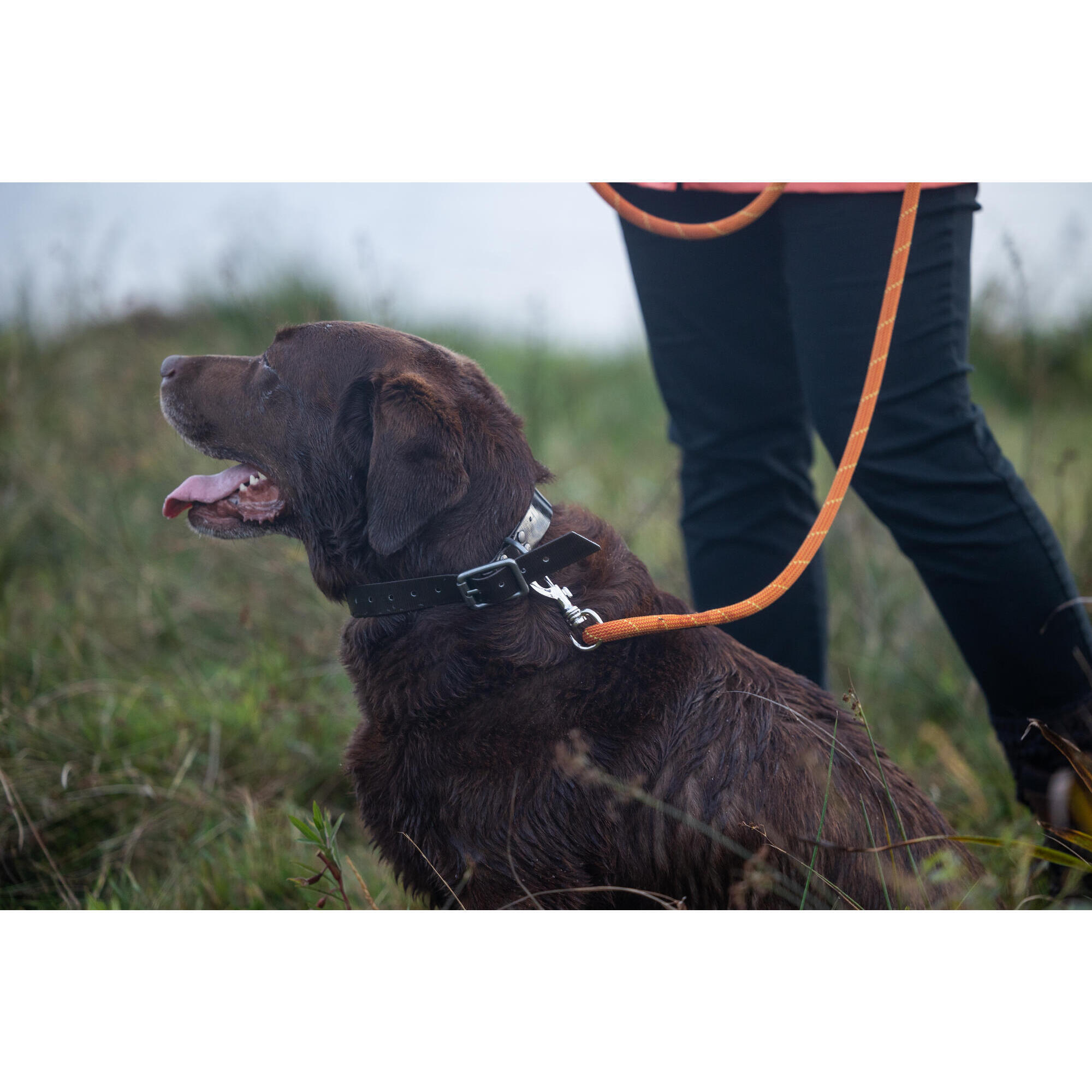 long rope leash