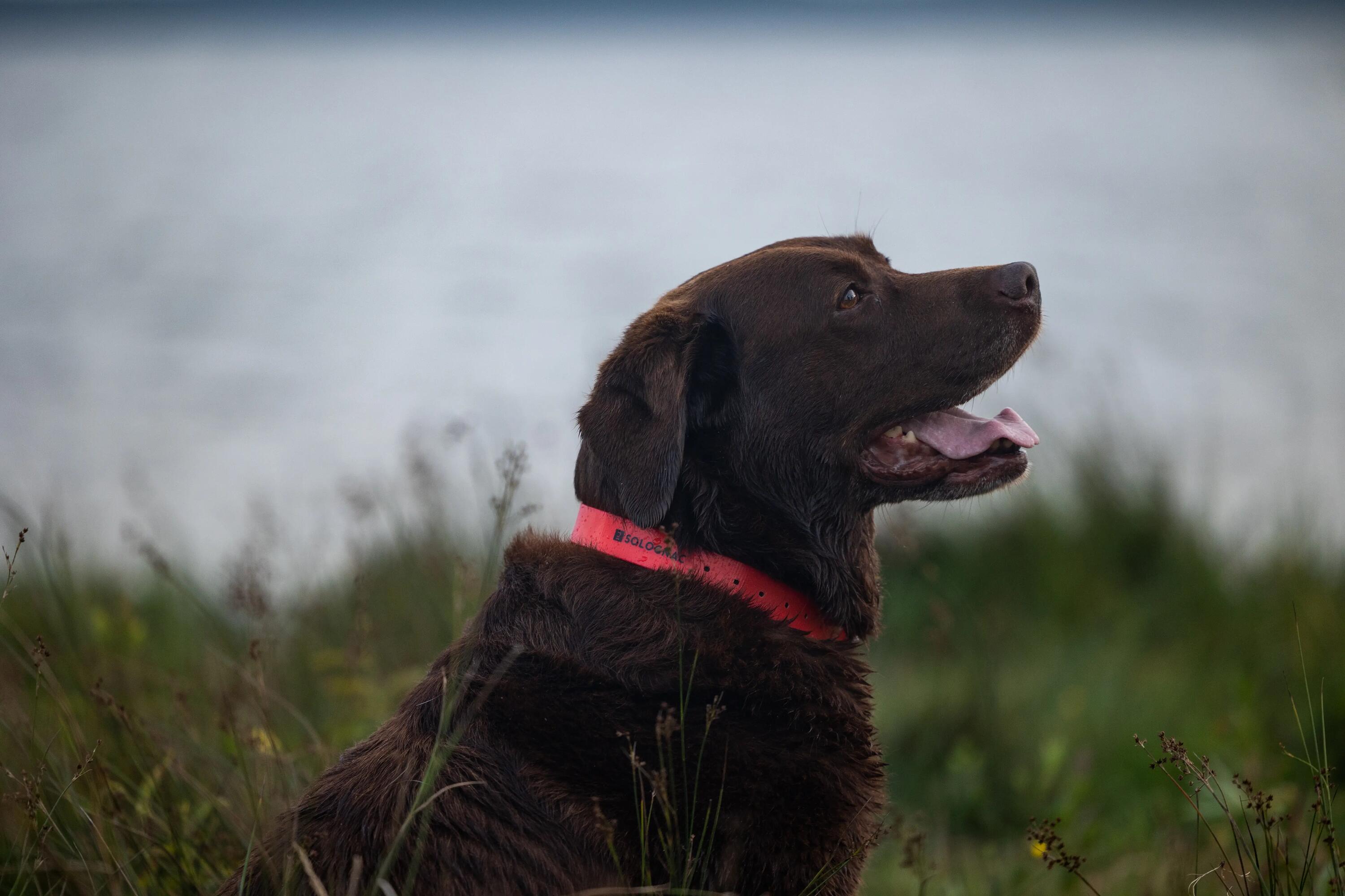 Dog collar red 500 6/6