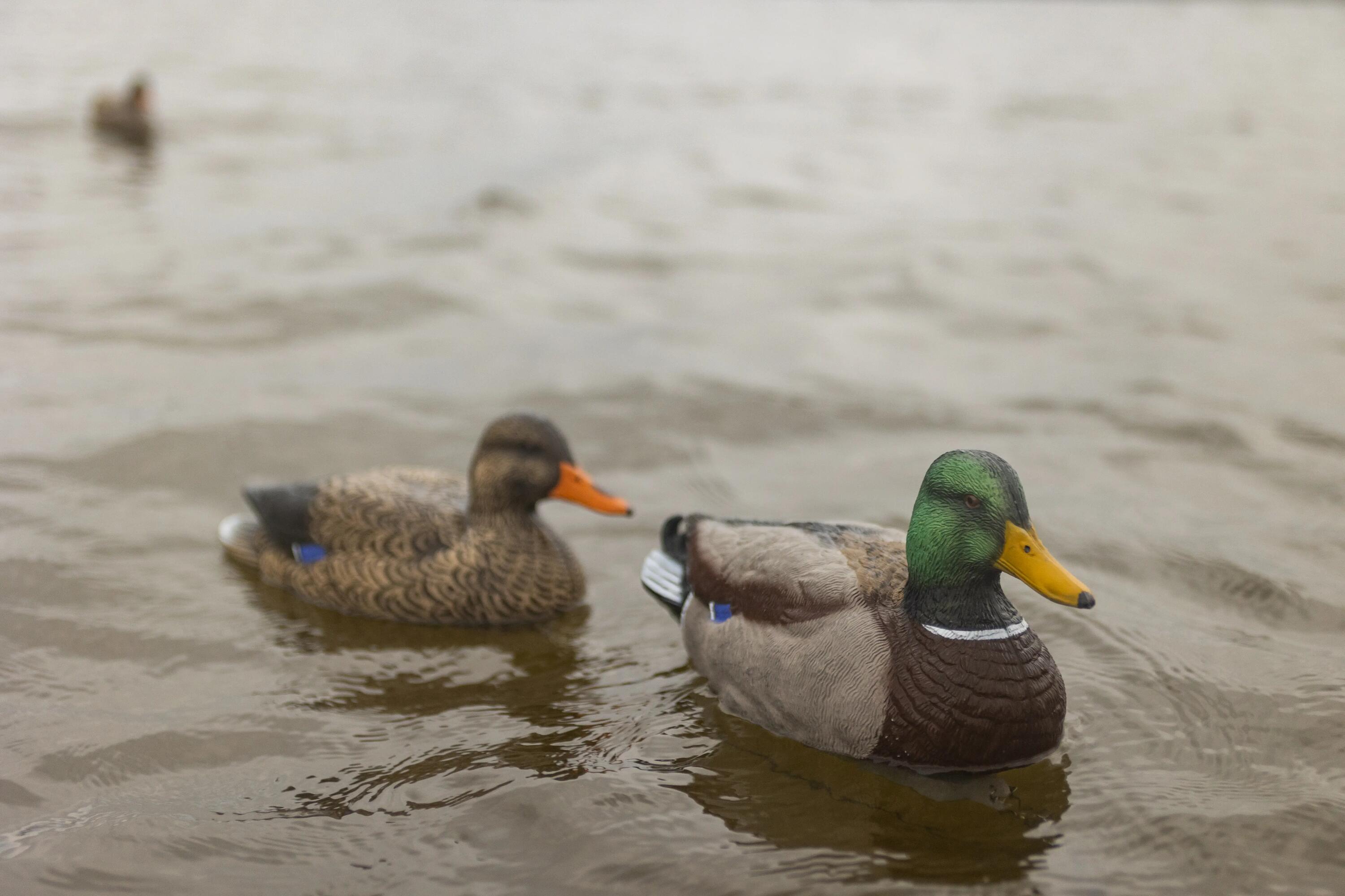 APPELANT COLVERT MALE 500 HD 7/7