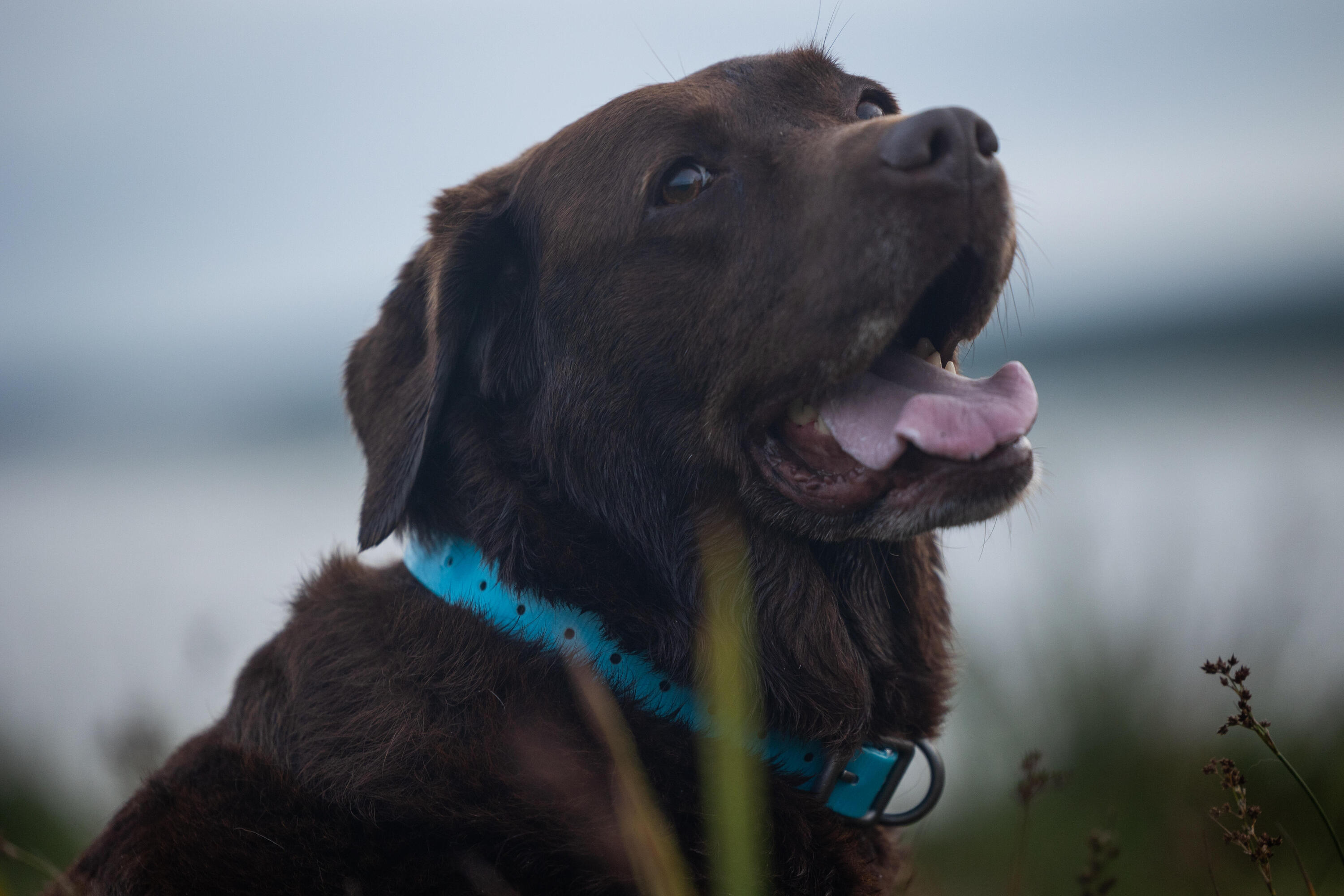 Collare cane 500 azzurro 8/9