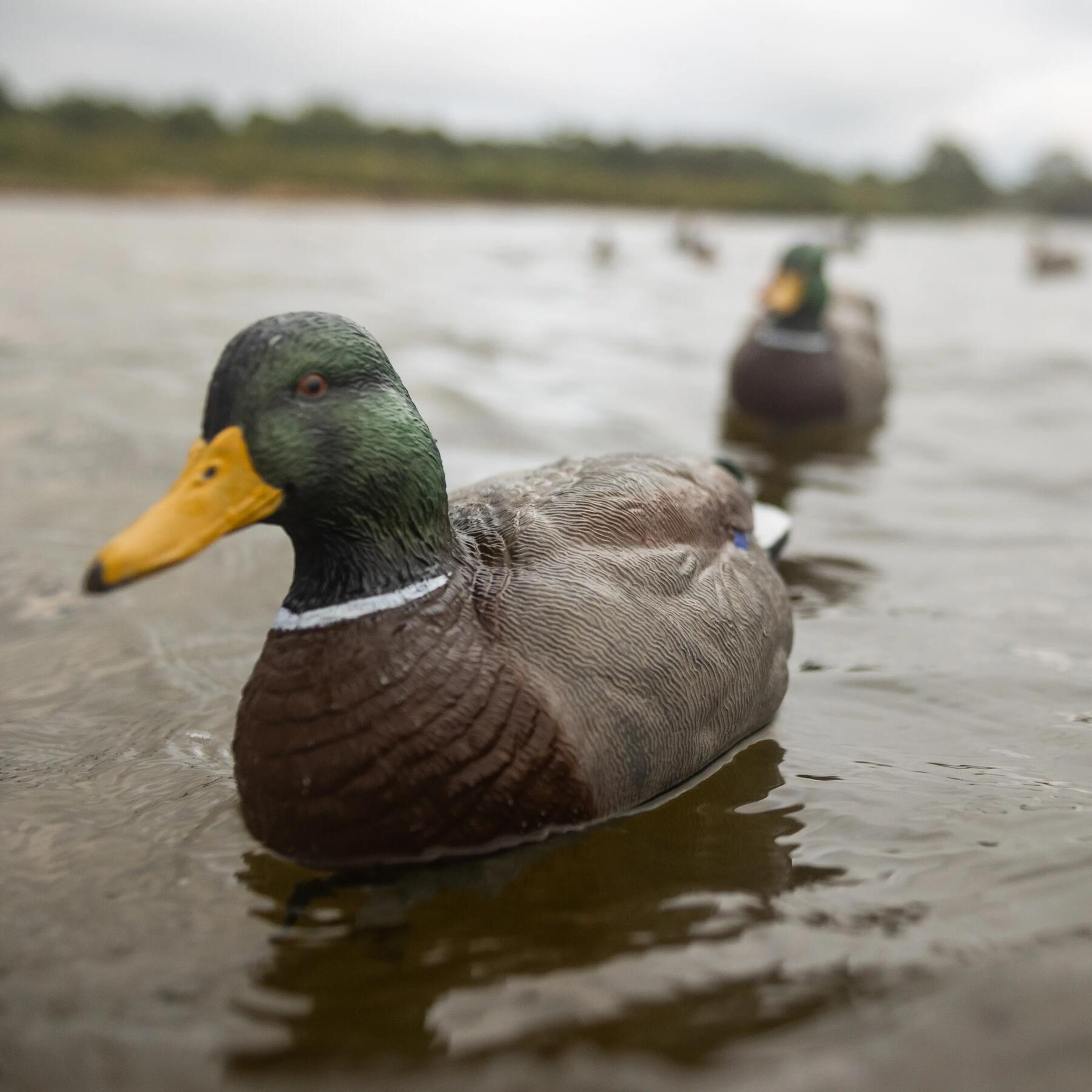 reclamos para patos