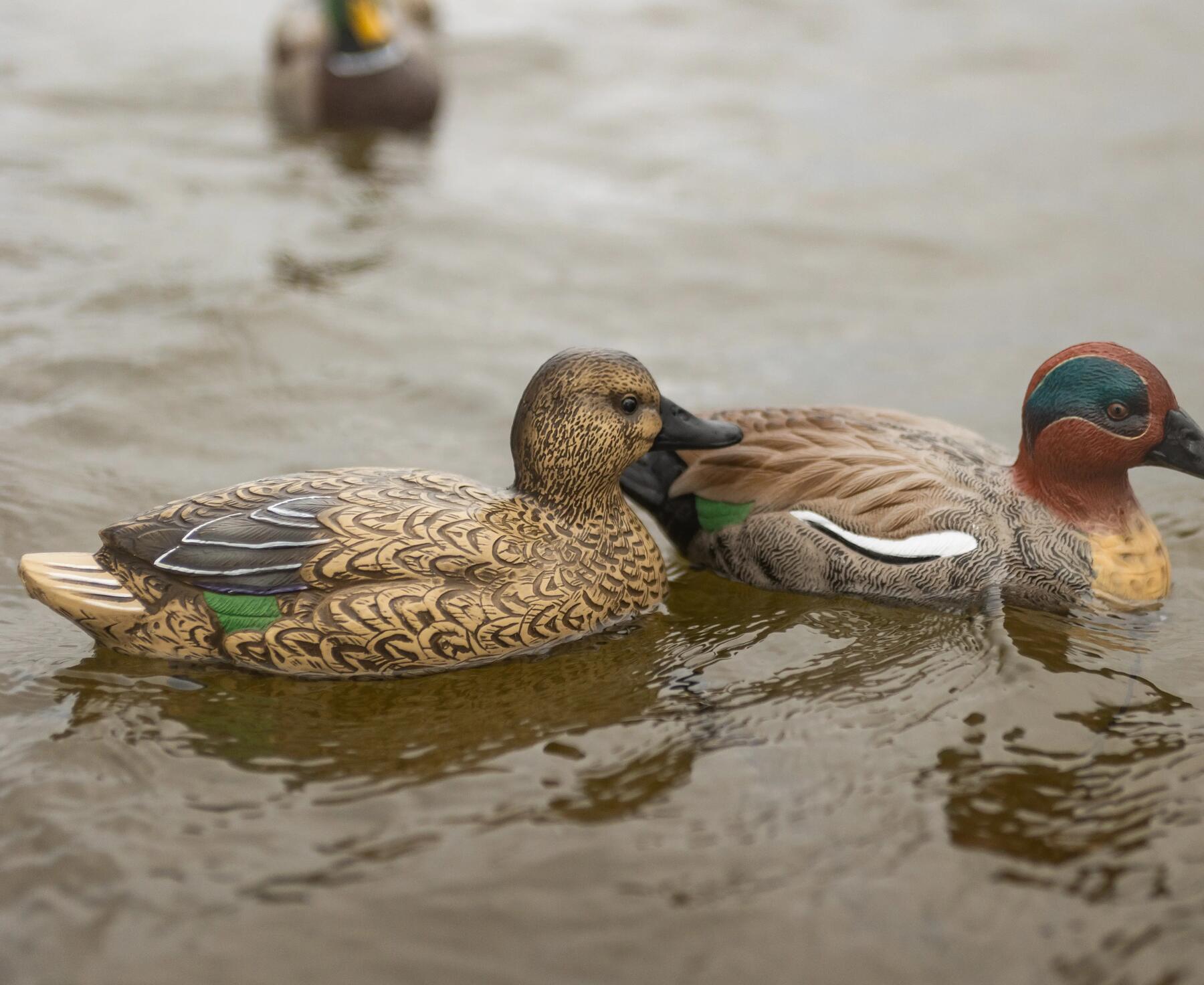 Forme de canard colvert mâle et femelle solognac