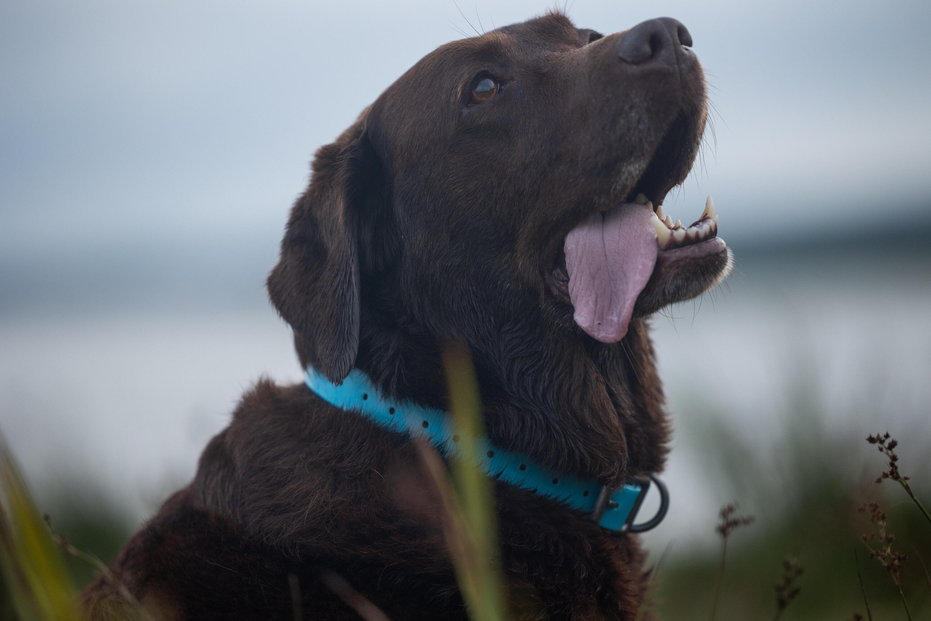 Collare cane 500 azzurro 7/9
