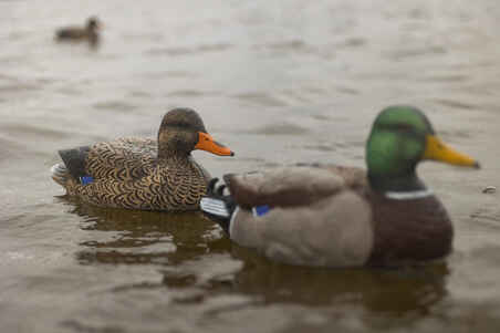 MALLARD DECOY 500 FEMALE HD